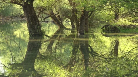 Willow trunks are reflected in the waters of Lake Barrea Stock Footage 206771728