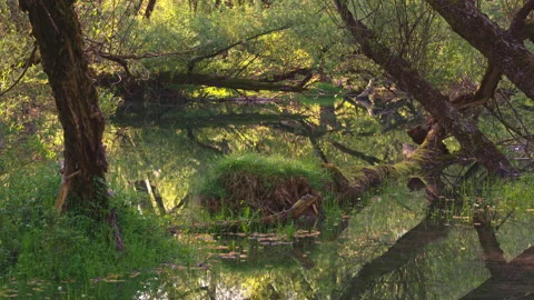 Willow trunks are reflected in the waters of Lake Barrea Stock Footage 206773360