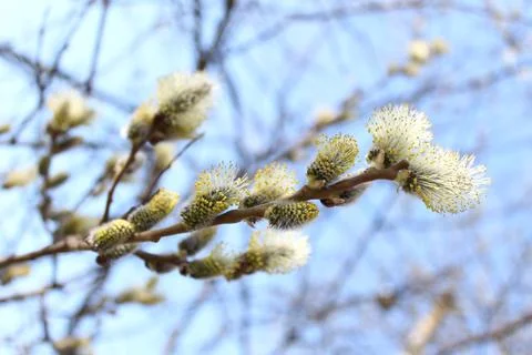  willow twig after winter Stock Photos
