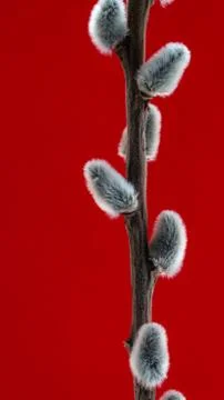 Willow twig on a beautiful background Stock Photos