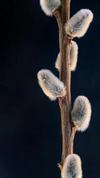 Willow twig on a beautiful background Stock Photos