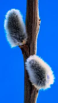 Willow twig on a beautiful background Stock Photos