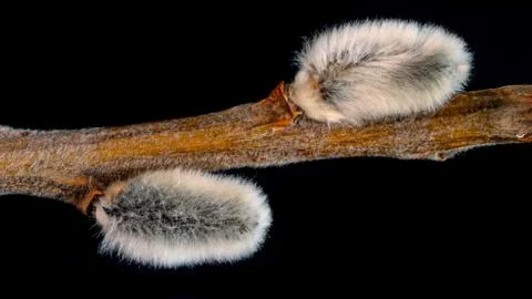 Willow twig on a beautiful background Stock Photos