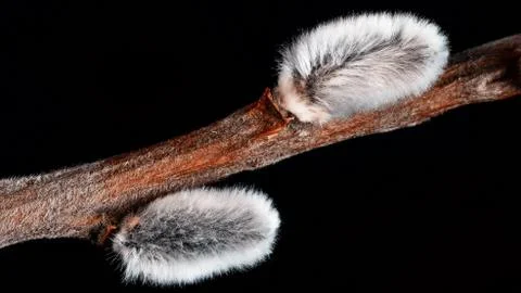 Willow twig on a beautiful background Stock Photos