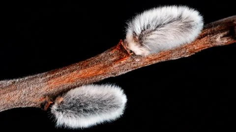 Willow twig on a beautiful background Stock Photos
