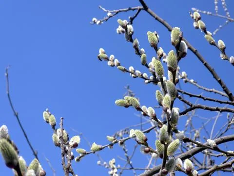 Willow Twig Blossoms Appear in Spring Against a Bright Blue Sky With Buddin.. Stock Photos
