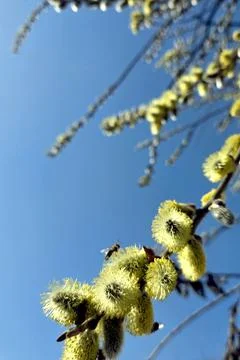 Willow twig blossoms appear in spring as bees collect nectar from the flowers Stock Photos