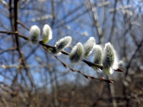 Willow Twig Blossoms Appear in Spring Sunlight Along a Wooded Path Stock Photos
