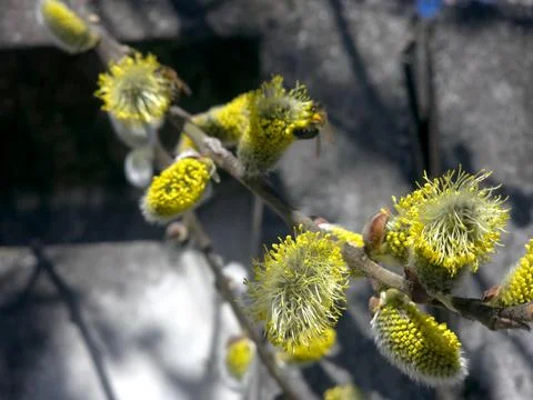Willow Twig Blossoms During Spring Bloom in a Garden Setting Near Stone Steps Stock Photos