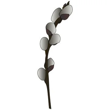 Willow twig. Branch of a tree. Stock Illustration