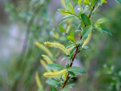 Willow twig close-up macro Stock Photos
