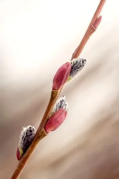 Willow twig close up. Stock Photos