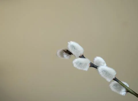 Willow Twig With Copy Space 写真素材