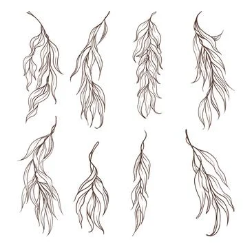 Willow twig with leaves isolated. Graphic lineart. Vector hand-drawn Stock Illustration