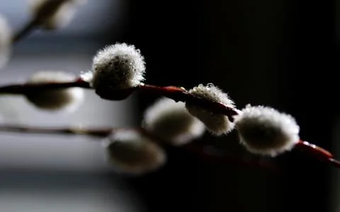 Willow twig Stock Photos