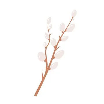 Willow twig. Spring Easter symbol. Branch with blooming pussy. Stock Illustration