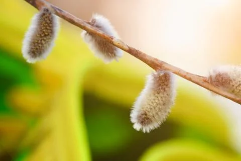 Willow twig in spring time - bud macro photo Photos