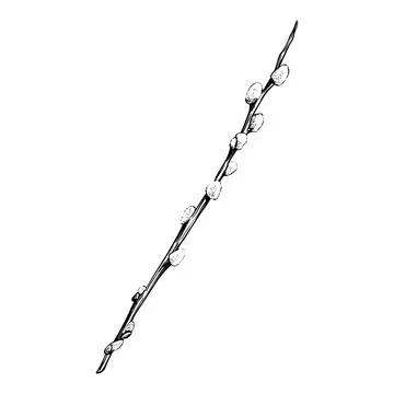 Willow twig on a white background. Willow sketch Illustrazione stock