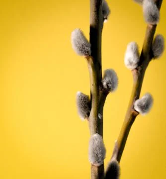 Willow twigs on a beautiful background, Easter holiday Stock Photos