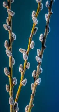 Willow twigs on a beautiful background Stock Photos