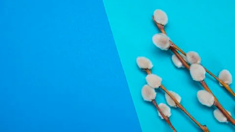 Willow twigs on a blue background. Copy space for your text Stock Photos