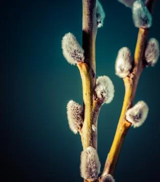Willow twigs on blue background Stock Photos