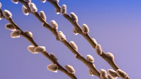 Willow twigs on blue background Stock Photos