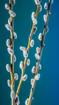 Willow twigs on blue background Stock Photos