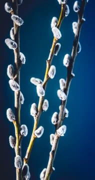 Willow twigs on blue background Stock Photos