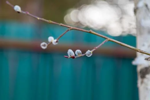 Willow twigs on a blurred background. Easter, spring bloom Stock Photos