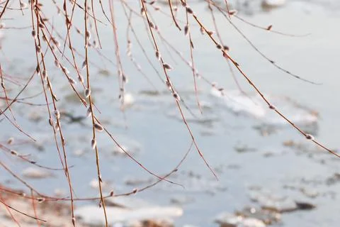 Willow twigs with catkins in spring Stock Photos