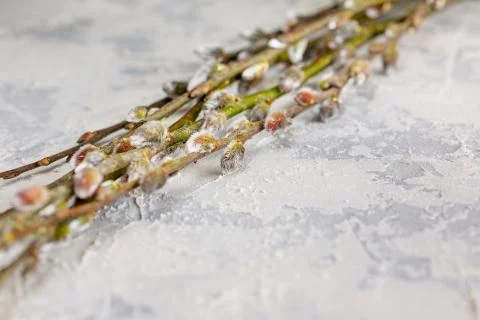 Willow twigs on a concrete surface Stock Photos