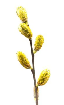 Willow twigs isolated on white background. Spring flowering of trees. Flowe.. Stock Photos