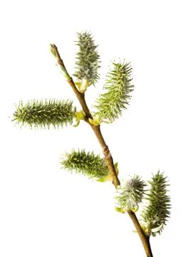 Willow twigs isolated on white background. Spring flowering of trees. Flowe.. Stock Photos