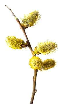 Willow twigs isolated on white background. Spring flowering of trees. Flowe.. Stock Photos