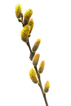 Willow twigs isolated on white background. Spring flowering of trees. Flowe.. Stock Photos