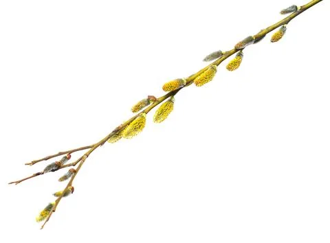 Willow twigs isolated on white background. Spring flowering of trees. Flowe.. Stock Photos
