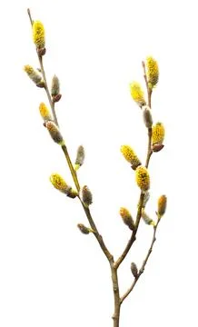 Willow twigs isolated on white background. Spring flowering of trees. Flowe.. Stock Photos