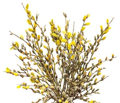 Willow twigs isolated on white background. Spring flowering of trees. Flowe.. Stock Photos