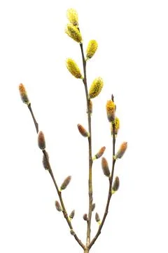 Willow twigs isolated on white background. Spring flowering of trees. Flowe.. Stock Photos