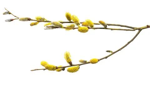 Willow twigs isolated on white background. Spring flowering of trees. Flowe.. Stock Photos