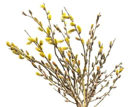 Willow twigs isolated on white background. Spring flowering of trees. Flowe.. Stock Photos