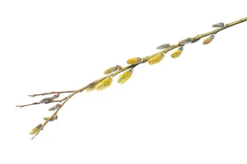 Willow twigs isolated on white background. Spring flowering of trees. Flowe.. Stock Photos