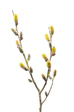 Willow twigs isolated on white background. Spring flowering of trees. Flowe.. Stock Photos