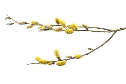 Willow twigs isolated on white background. Spring flowering of trees. Flowe.. Stock Photos