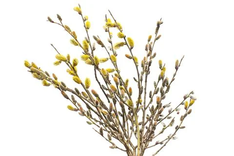 Willow twigs isolated on white background. Spring flowering of trees. Flowe.. Stock Photos