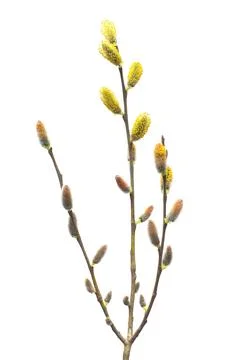 Willow twigs isolated on white background. Spring flowering of trees. Flowe.. Stock Photos
