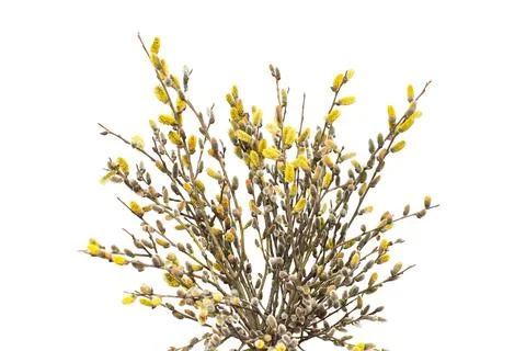 Willow twigs isolated on white background. Spring flowering of trees. Flowe.. Stock Photos