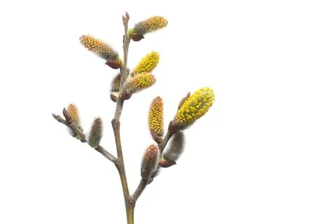 Willow twigs isolated on white background. Spring flowering of trees. Flowe.. Stock Photos