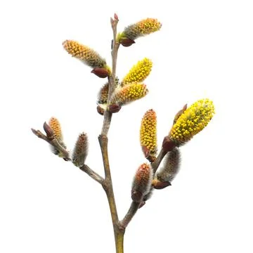 Willow twigs isolated on white background. Spring flowering of trees. Flowe.. Stock Photos